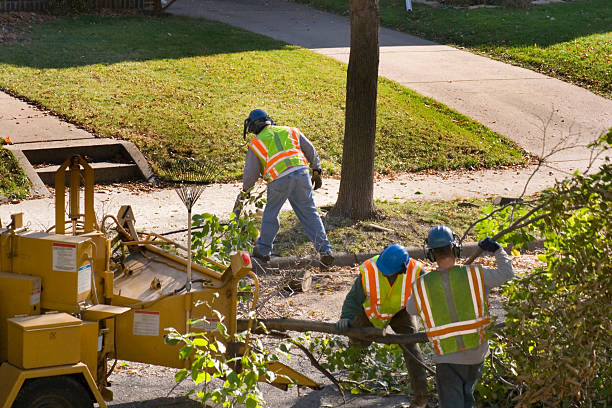 Professional Tree Removal and Landscaping Services in Masury, OH